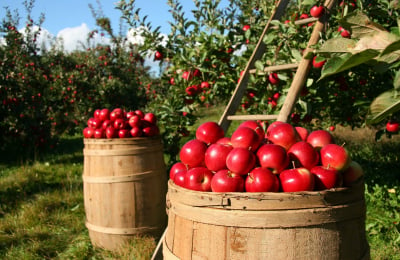 Prestazioni occasionali in agricoltura: guida aggiornata