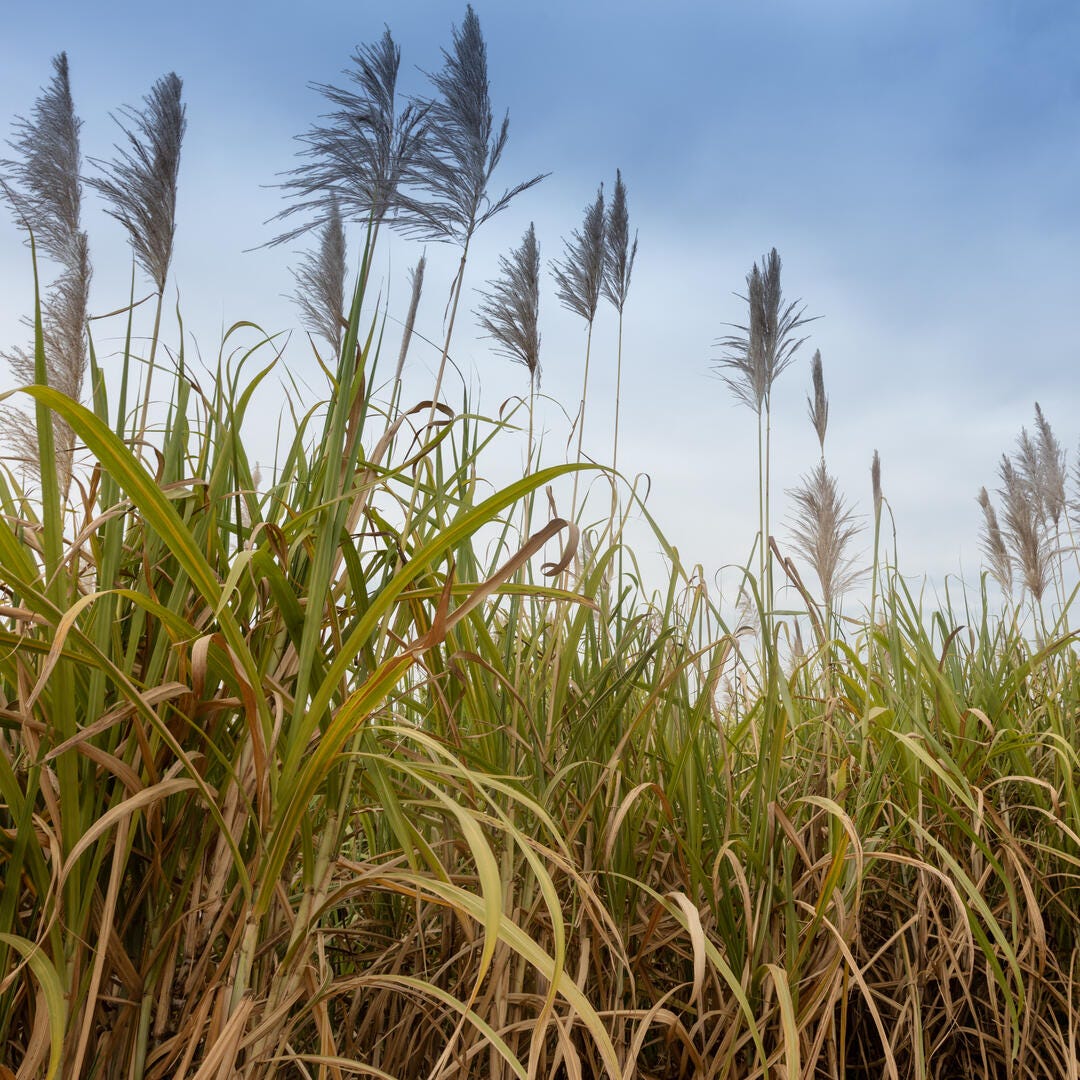 White paper: Capturing the potential of Vietnam biomass energy growth