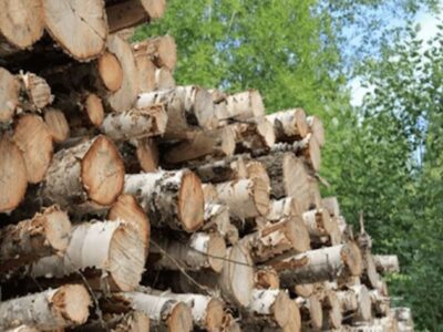 Marubeni kicks off wood biomass power plant in Japan